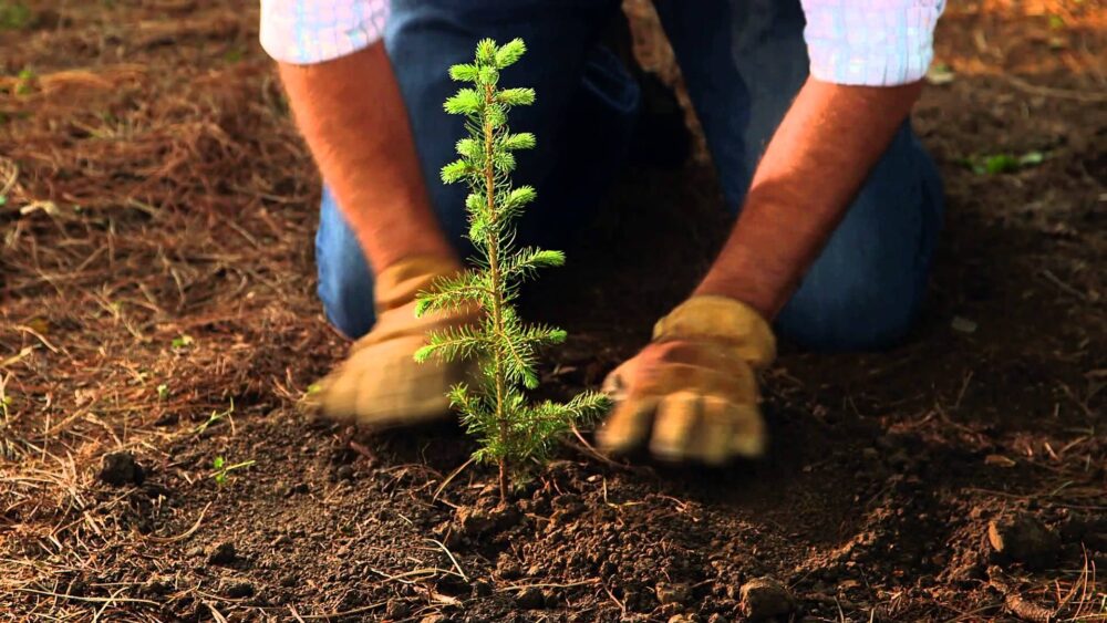 OMPLANTNING AF PLANTER TIL STØRRE POTTER