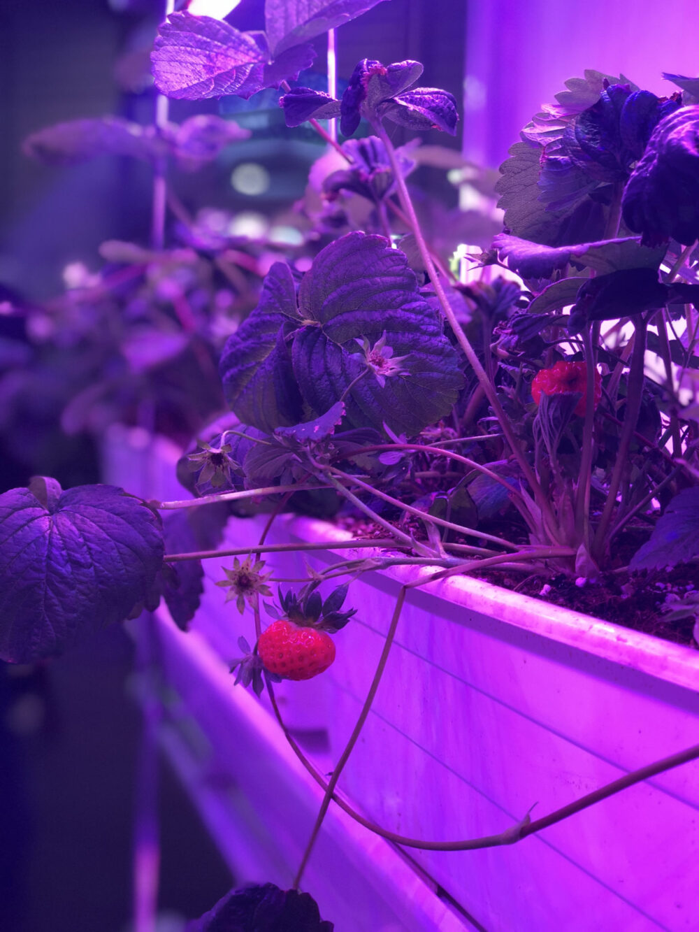 LED OG HID I DIT GROWROOM