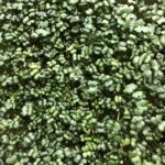 Microgreens_raps_bed