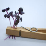 microgreens_spirer_produkter_vulcano