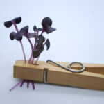 microgreens_spirer_produkter_vulcano