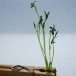 microgreens_spirer_produkter_Linse_2