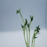 microgreens_spirer_produkter_linse