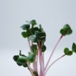 microgreens_spirer_produkter_rosenradise