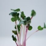 microgreens_spirer_produkter_rosenradise_2